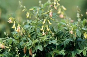 Astragale (Astragalus membranaceus)