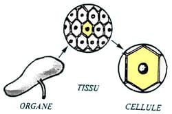 Dessin d'une cellule avec le tissu et les organes