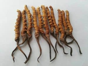 Cordyceps (Cordyceps sinensis ou Ophiocordyceps sinensis)