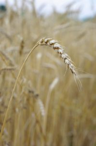 Semences de blé ancien