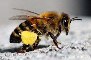 sac de pollen des abeilles