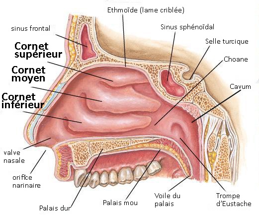 anatomie des cornets
