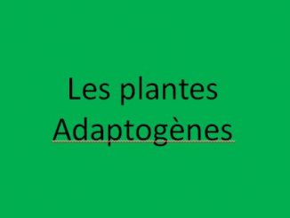C'est quoi une plante adaptogène ?