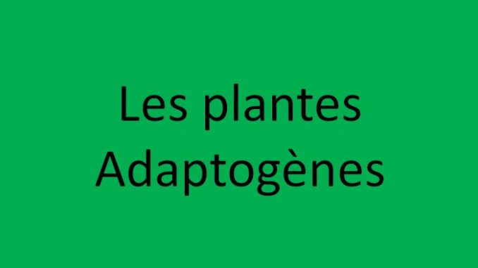 C'est quoi une plante adaptogène ?
