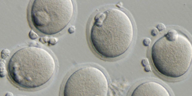 cellules-naturosympathie les cellules du corps humain