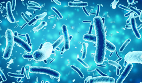 bacteries-composant-le-microbiote-intestinal