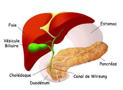 position du pancréas par rapport au foie, à l'intestin grêle et à l'estomac